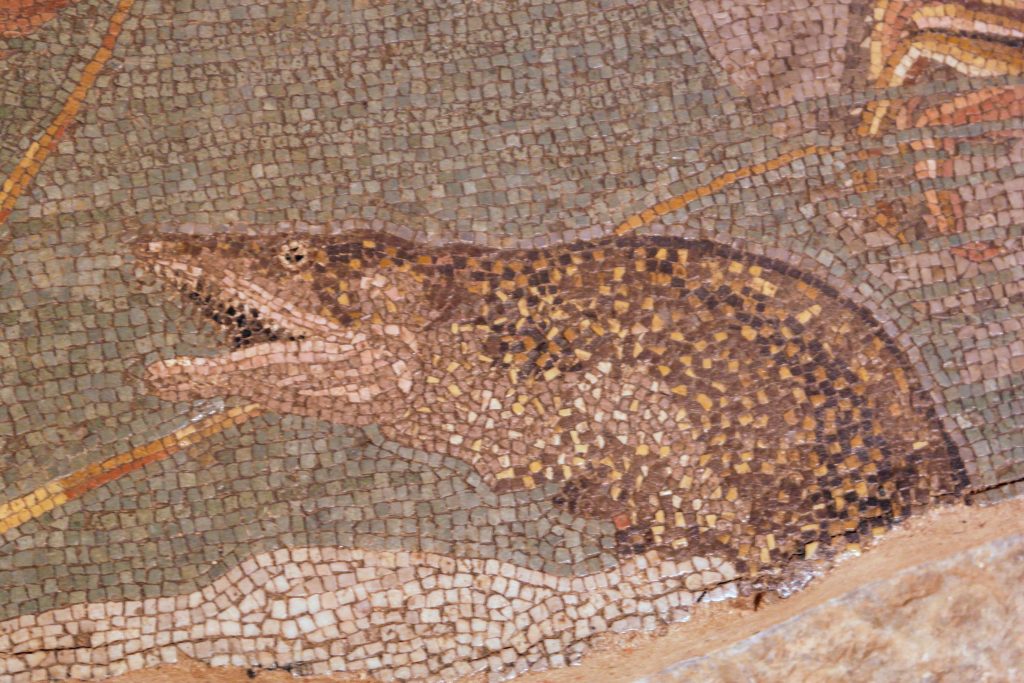 Figura allargada i fosca d’un peix serpentiforme, probablement una morena, que surt del fons com si estigués a punt d’atacar o caçar.